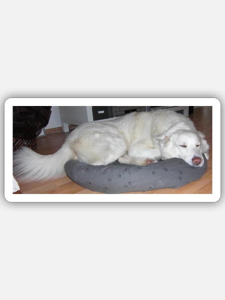 Cohen sehr relaxed - Sticker Größe S (10 x 10 cm) - Mattweiß