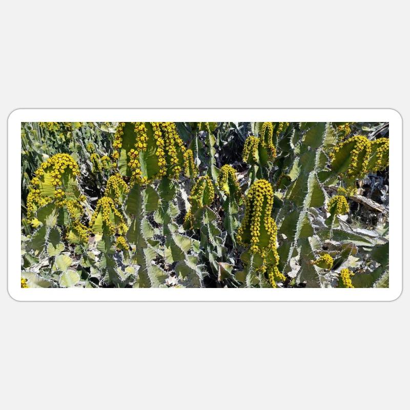 Beau cactus canarien - Sticker taille S (10 x 10 cm) - blanc mat