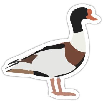 common shelduck - Sticker size S (10 x 10 cm) - white matte - Front