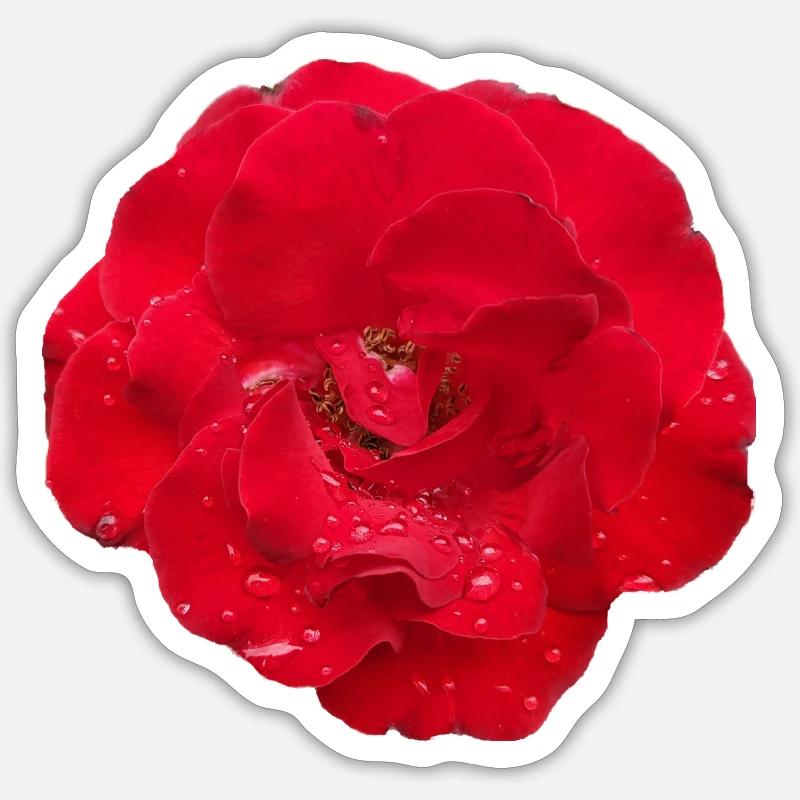Rose Sticker Größe S (10 x 10 cm)