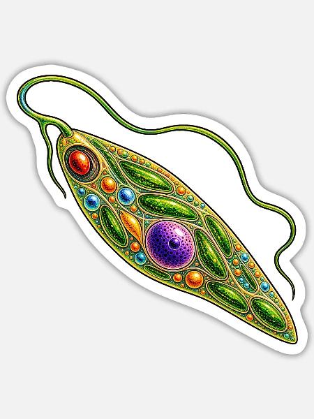 Euglena – Farbenfrohes Geißeltierchen Biologie - Sticker Größe S (10 x 10 cm) - Mattweiß