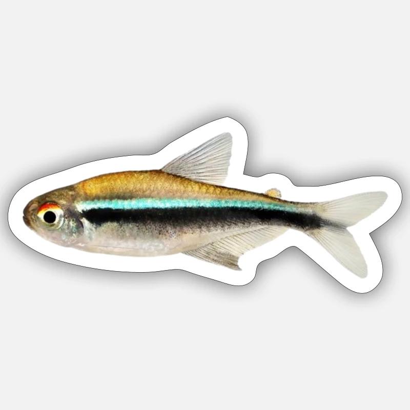 Schwarzer Neon, Hyphessobrycon herbertaxelrodi, DN - Sticker Größe S (10 x 10 cm) - Mattweiß