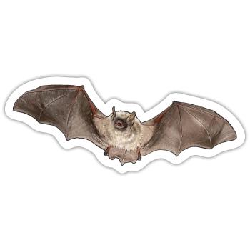 Nymphenfledermaus einzeln - Sticker Größe S (10 x 10 cm) - Mattweiß - Vorne
