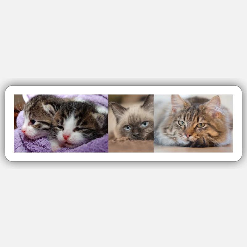 Feline Sticker size S (10 x 10 cm)