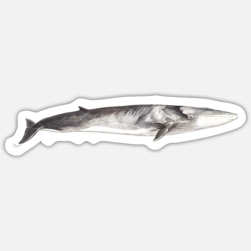 Rorqual commun Balaenoptera physalus Sticker taille S (10 x 10 cm)