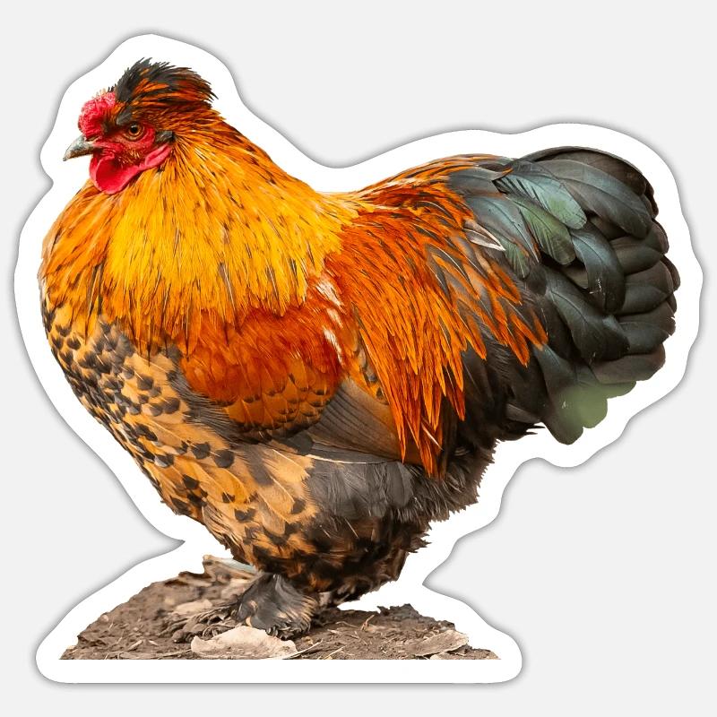 Poule - Sticker taille S (10 x 10 cm) - blanc mat