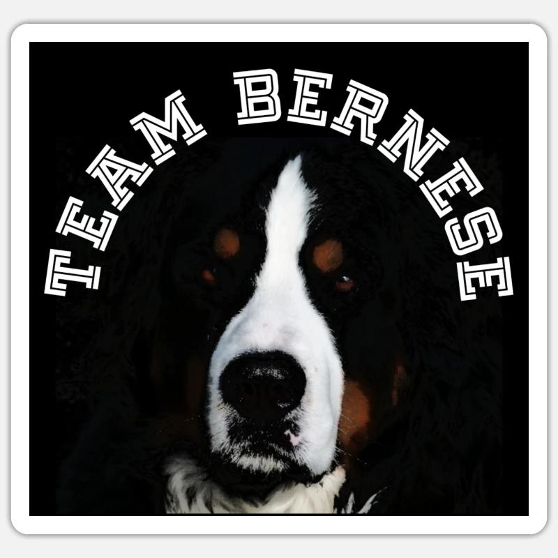 Bouvier bernois - Sticker taille S (10 x 10 cm) - blanc mat