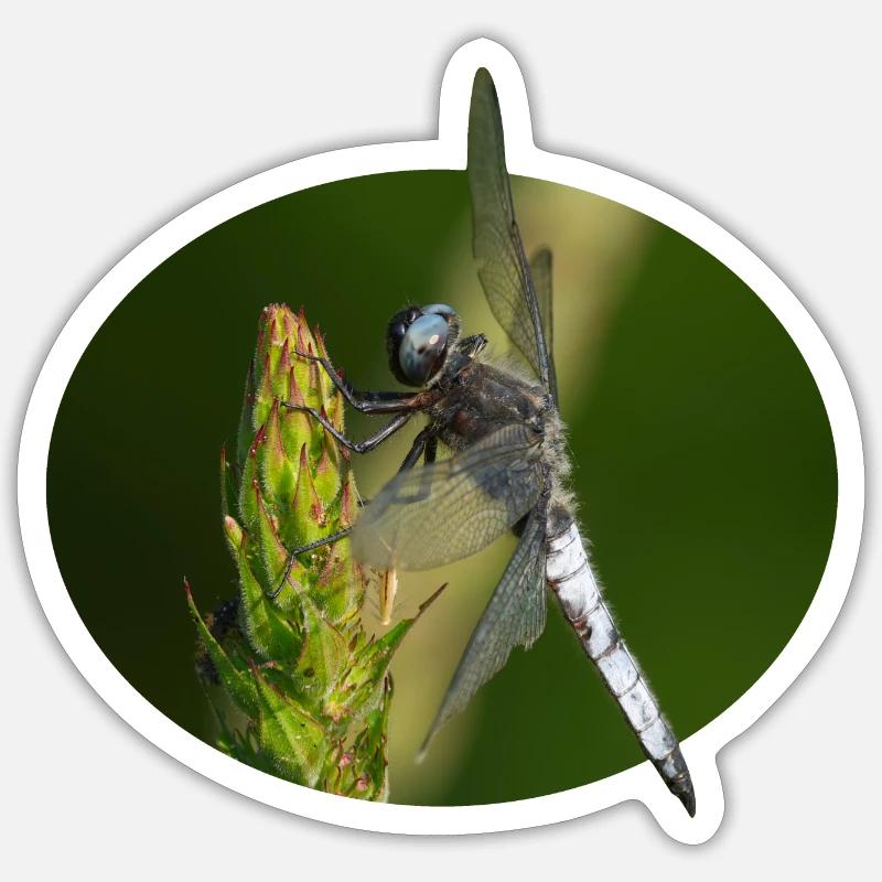 Libellule - Sticker taille S (10 x 10 cm) - blanc mat