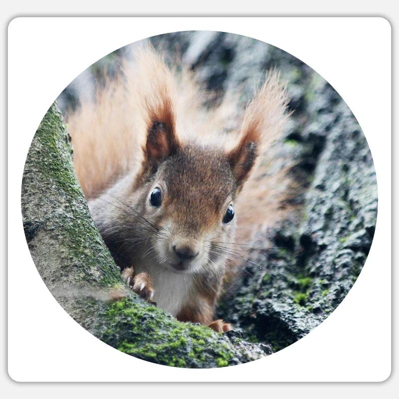 Eichhörnchen, isibat - Sticker Größe S (10 x 10 cm) - Mattweiß