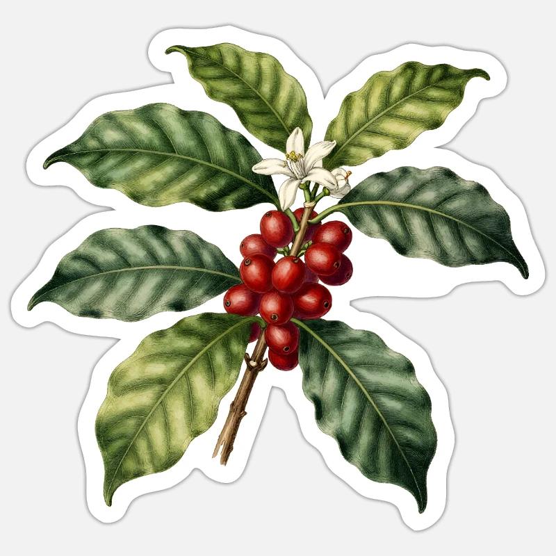 Illustrated Botanical Coffee Tree - Sticker size S (10 x 10 cm) - white matte