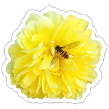 Yellow_Rose_-_Bee_Nature_Photography - Sticker size S (10 x 10 cm) - white matte - Front