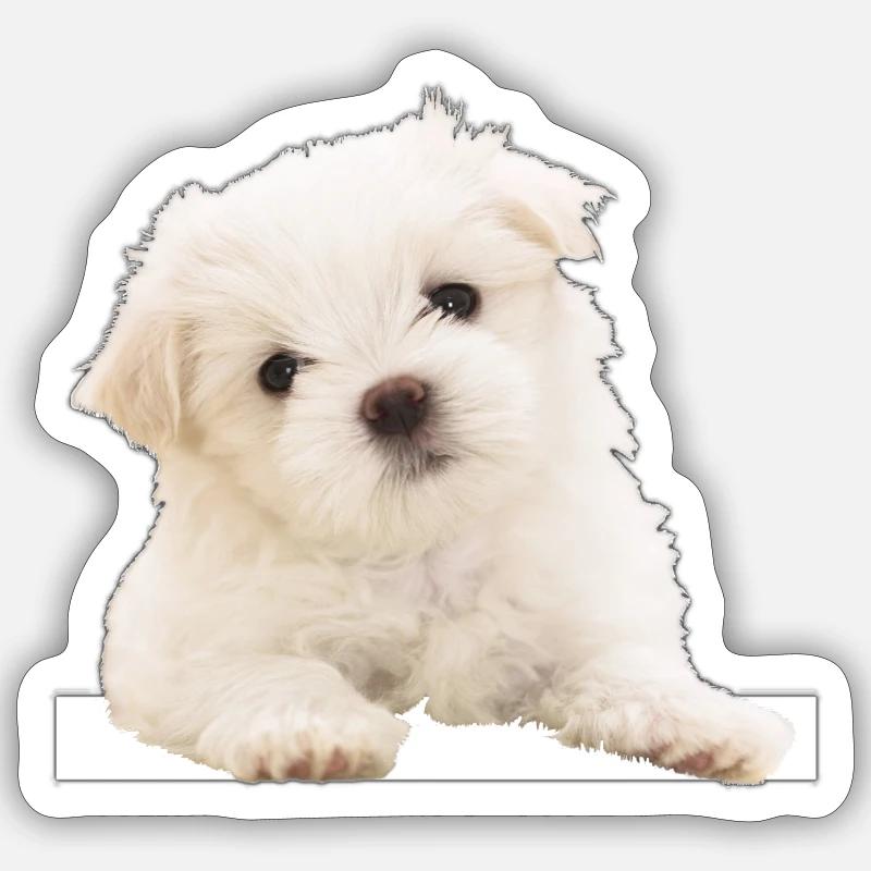 Maltese - Sticker size S (10 x 10 cm) - white matte