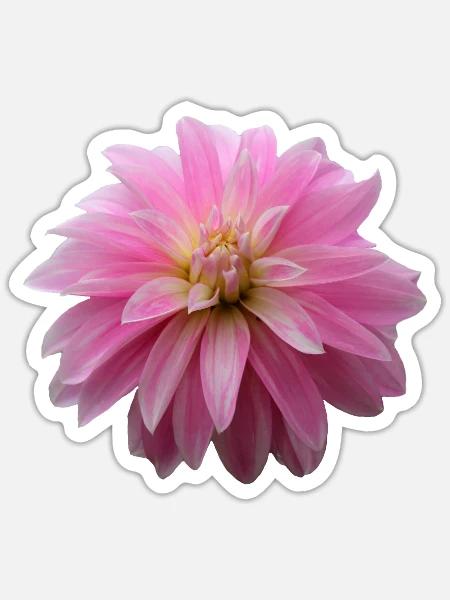 Blume rosa pinke Blume Blumen pink rosa Blumen - Sticker Größe S (10 x 10 cm) - Mattweiß