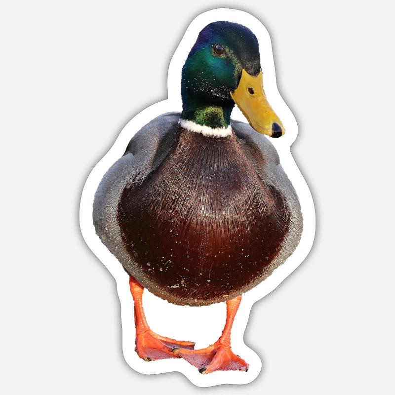 duck53 - Sticker size S (10 x 10 cm) - white matte