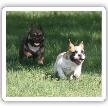 Angel and Wanda our French Bulldogs - Sticker size S (10 x 10 cm) - white matte - Front