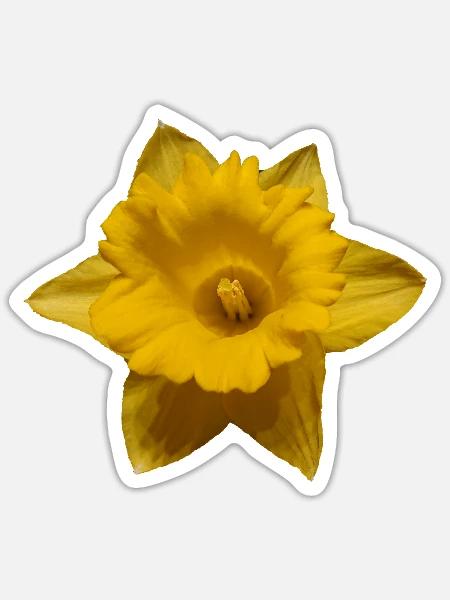 Narzisse - Sticker Größe S (10 x 10 cm) - Mattweiß