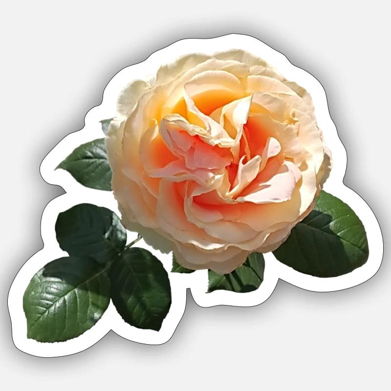 Rose de printemps - Sticker taille S (10 x 10 cm) - blanc mat