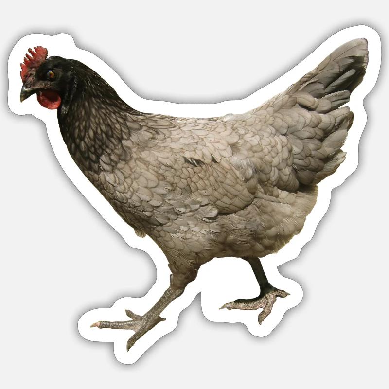 poulet gris - Sticker taille S (10 x 10 cm) - blanc mat
