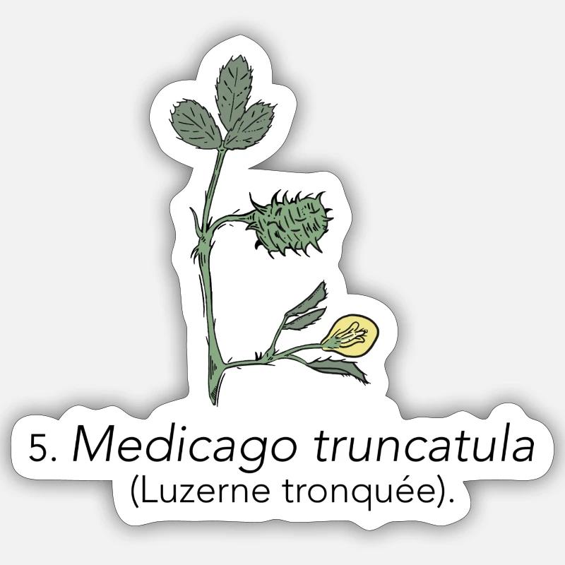 Luzerne, stumpf Sticker Größe S (10 x 10 cm)