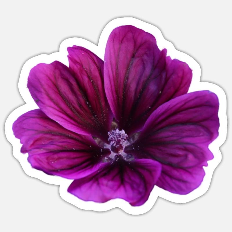 Fleur violette de mauve - Sticker taille S (10 x 10 cm) - blanc mat