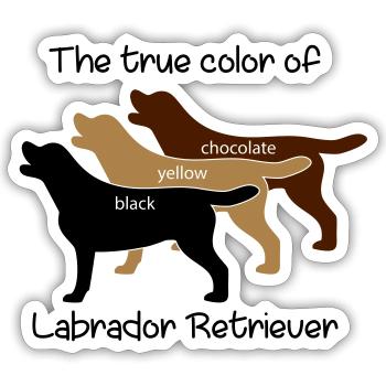 True Color Labrador - Sticker Größe S (10 x 10 cm) - Mattweiß - Vorne