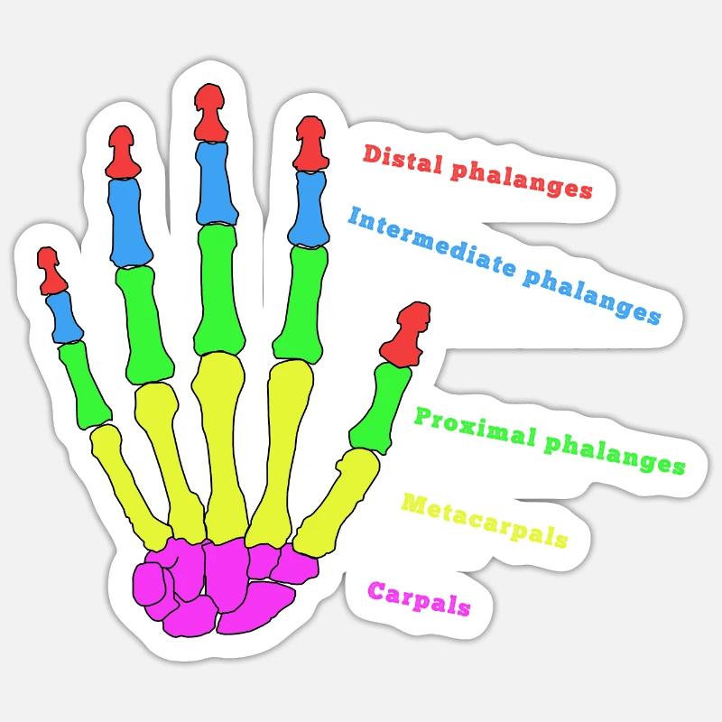 Hand Bone Anatomy Human Evolution Physio - Sticker size S (10 x 10 cm) - white matte