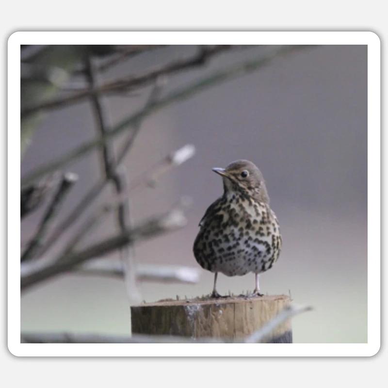 Thrush Sticker size S (10 x 10 cm)
