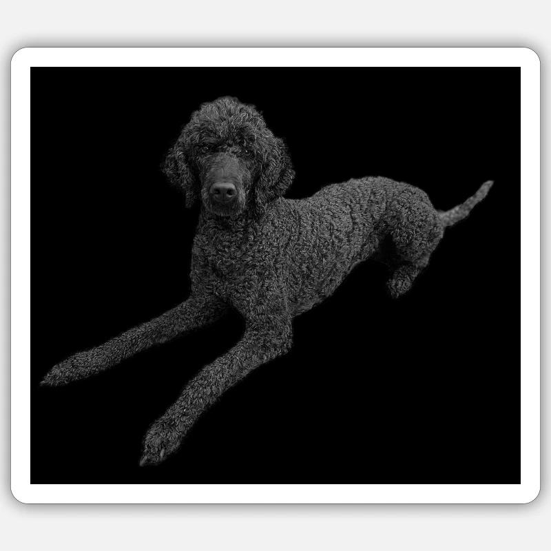 Schwarzer Pudel Sticker Größe S (10 x 10 cm)