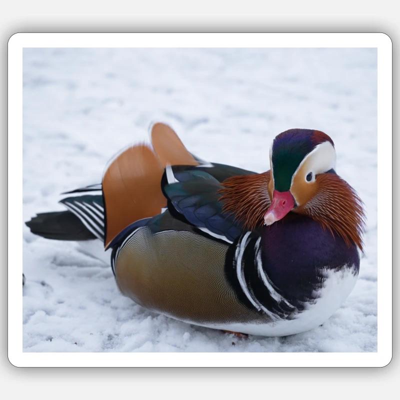 Mandarin duck - Sticker size S (10 x 10 cm) - white matte