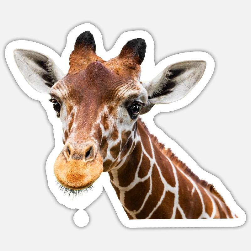 giraffe - Sticker size S (10 x 10 cm) - white matte