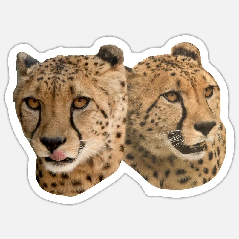Cheetah Head, Front, Side, Natural Sticker size S (10 x 10 cm)