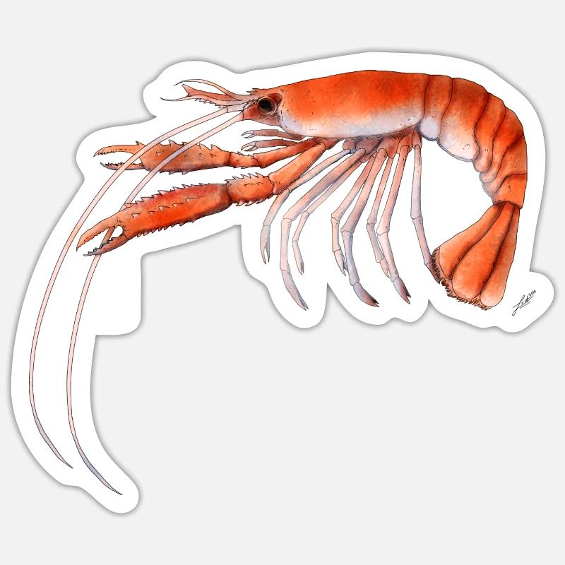 Langoustine - Sticker taille S (10 x 10 cm) - blanc mat