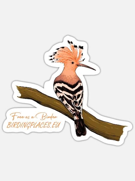 Wiedehopf mit erhobenem Kamm auf Ast - Sticker Größe S (10 x 10 cm) - Mattweiß