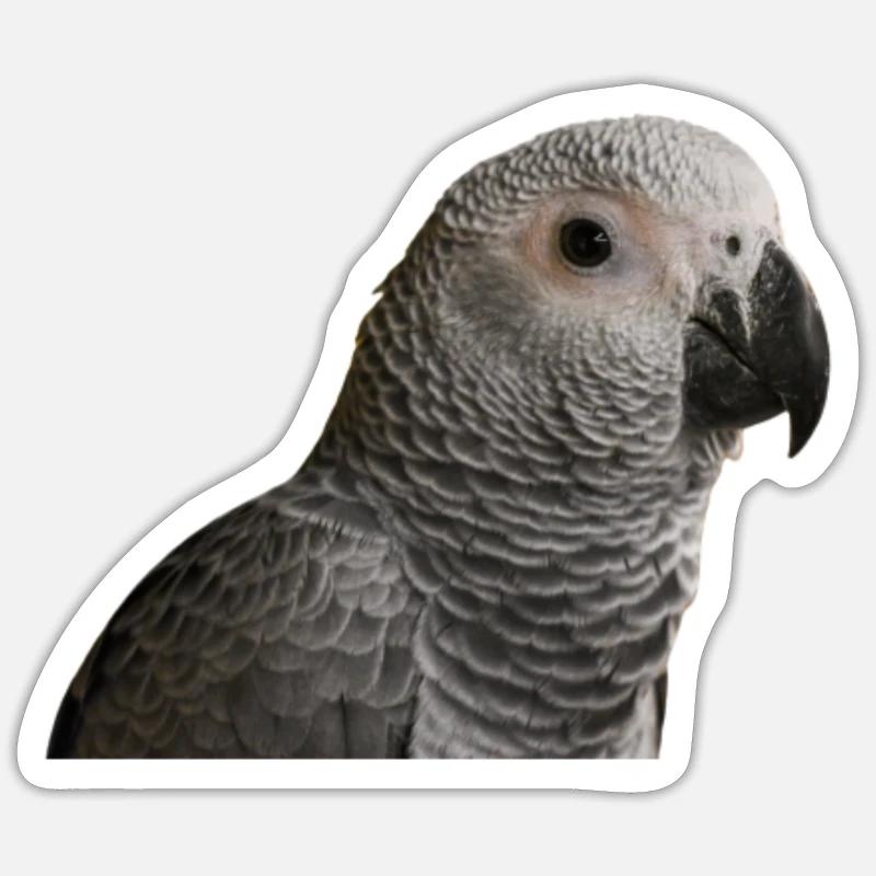 Gray Parrot - Sticker size S (10 x 10 cm) - white matte