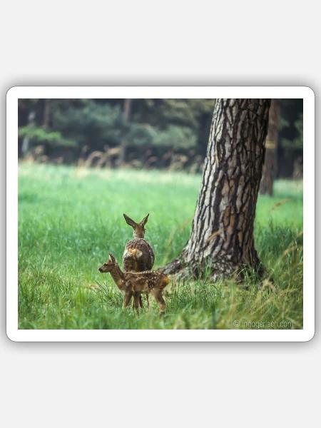 Reh mit Kitz - Sticker Größe S (10 x 10 cm) - Mattweiß