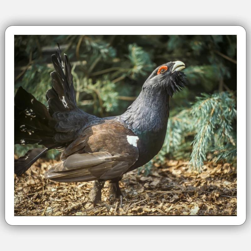 balzender Auerhahn - Sticker Größe S (10 x 10 cm) - Mattweiß