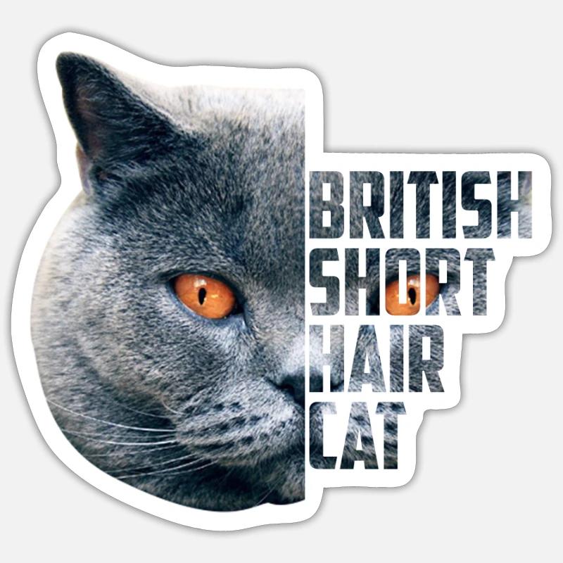 Britisch Kurzhaar Katze - BKH blue Geschenkidee Sticker Größe S (10 x 10 cm)