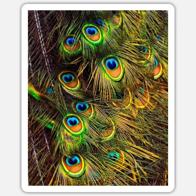 Peacock feathers - Sticker size S (10 x 10 cm) - white matte