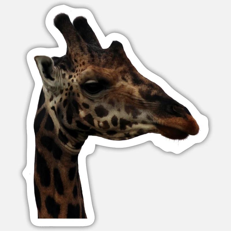 Porträt einer Giraffe - Sticker Größe S (10 x 10 cm) - Mattweiß
