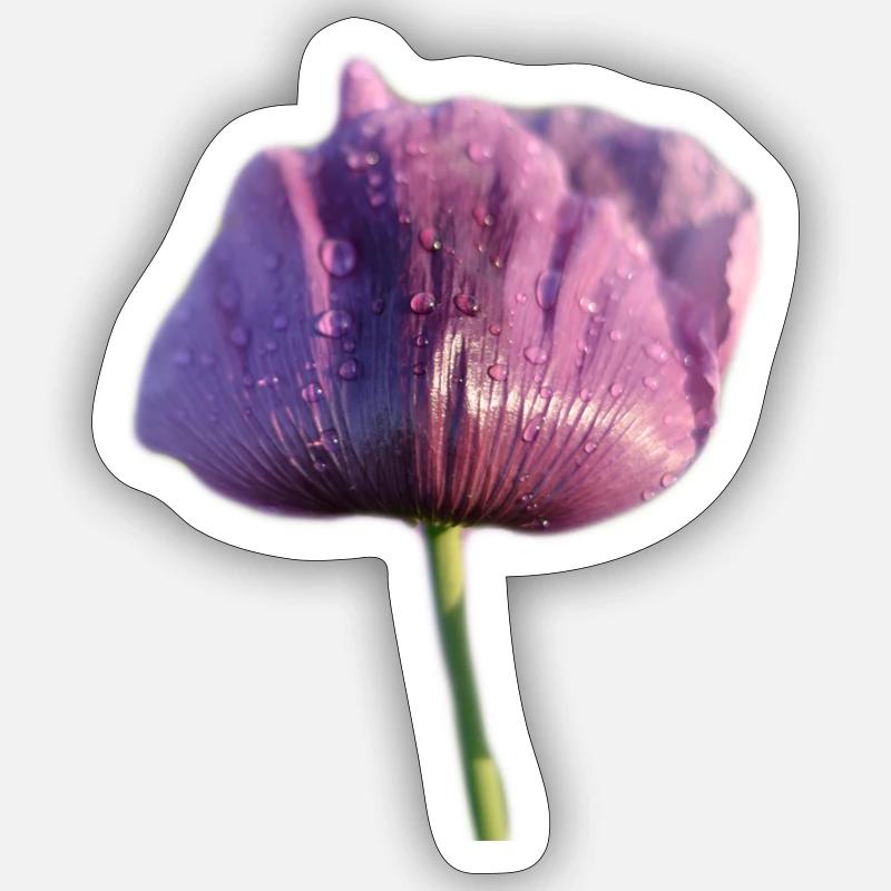 Mohnblume mit Regentropfen - Sticker Größe S (10 x 10 cm) - Mattweiß