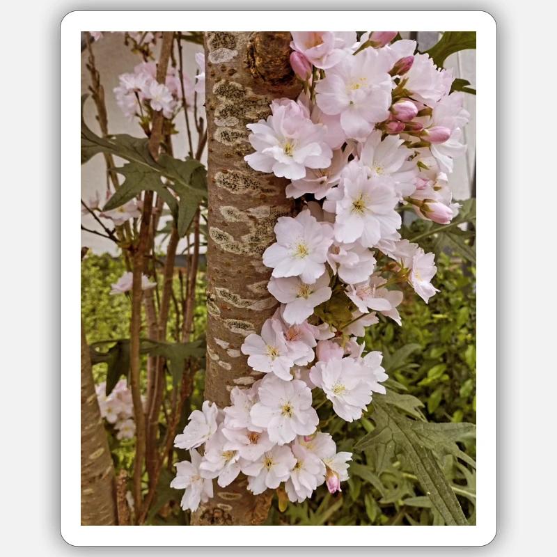 Delicate cherry blossoms on tree trunk Sticker size S (10 x 10 cm)