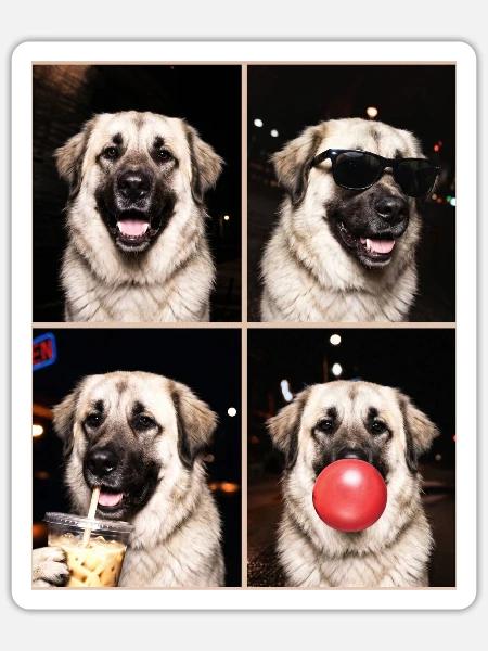 Hunde Kangal Hund - Sticker Größe S (10 x 10 cm) - Mattweiß