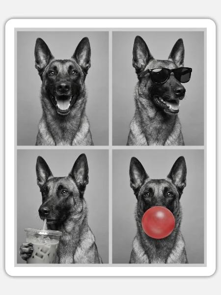 Hunde Belgian Malinois Hund - Sticker Größe S (10 x 10 cm) - Mattweiß