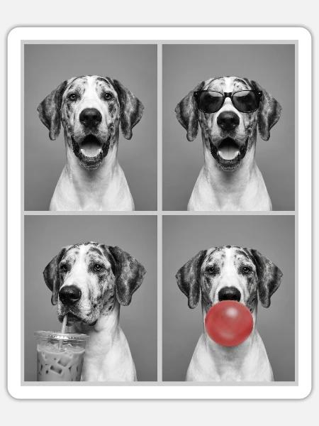 Hunde Deutsche Dogge Hund - Sticker Größe S (10 x 10 cm) - Mattweiß