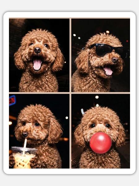 Hunde Pudel Hund - Sticker Größe S (10 x 10 cm) - Mattweiß