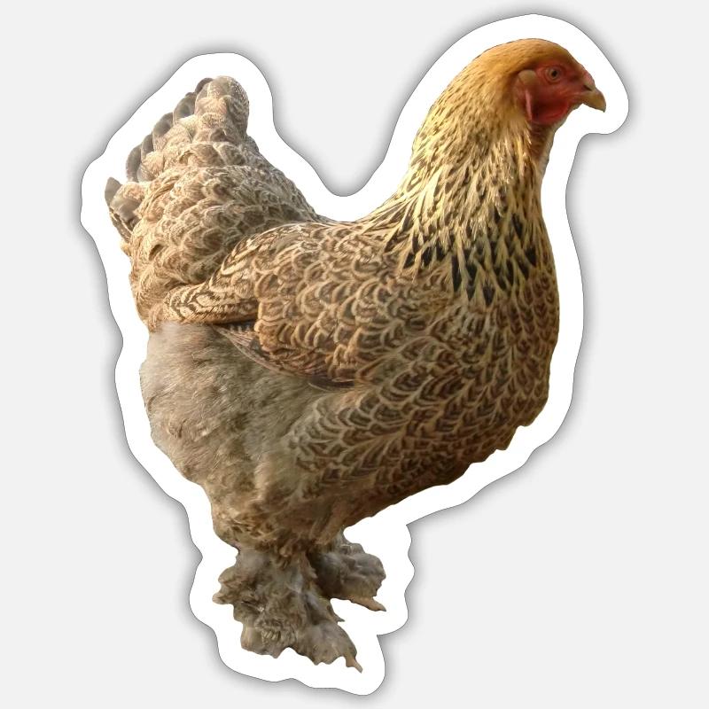 Chicken - Sticker size S (10 x 10 cm) - white matte