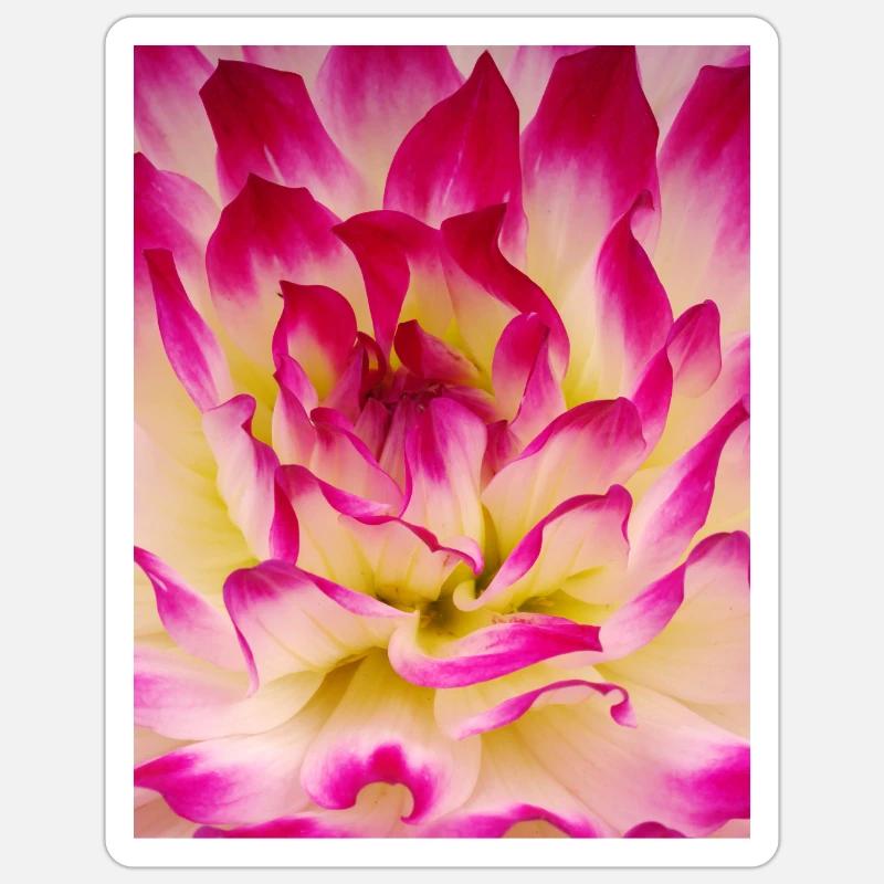 Rosa mit gelben Blüten - Sticker Größe S (10 x 10 cm) - Mattweiß