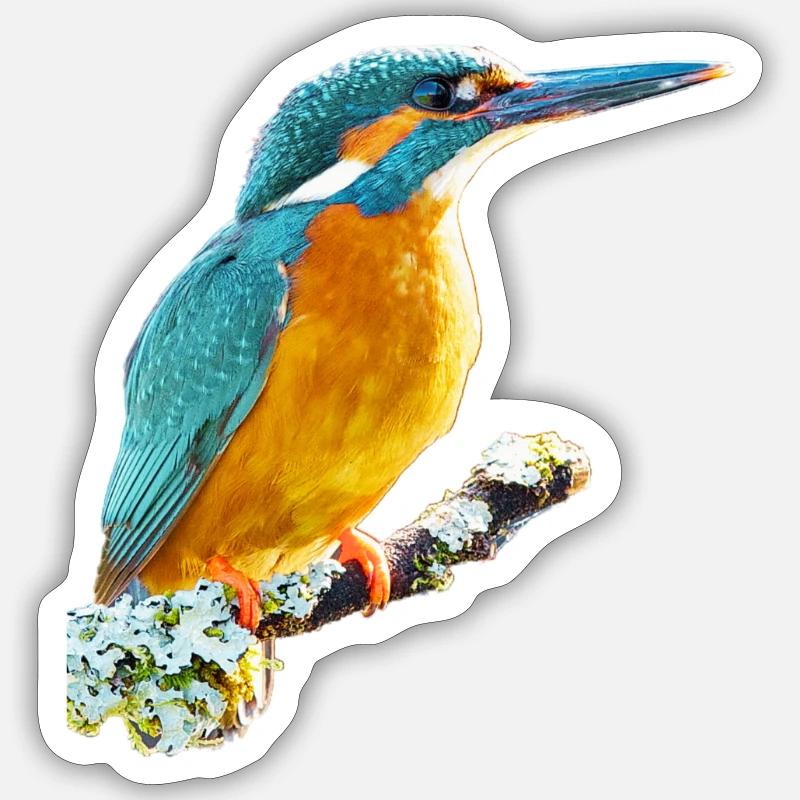 Kingfisher - Sticker size S (10 x 10 cm) - white matte