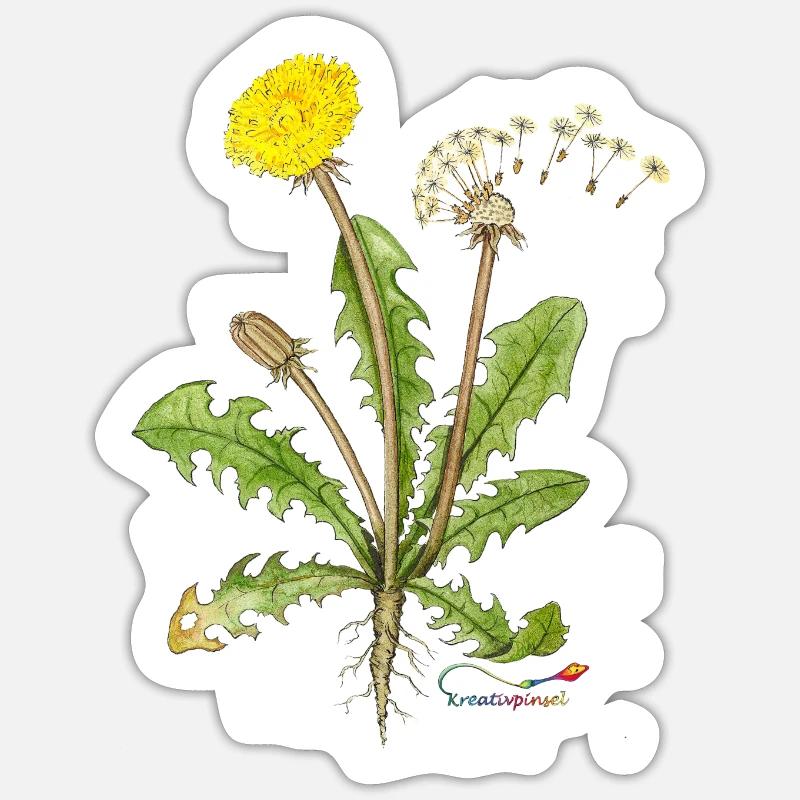 Dandelion, also called dandelion - Sticker size S (10 x 10 cm) - white matte
