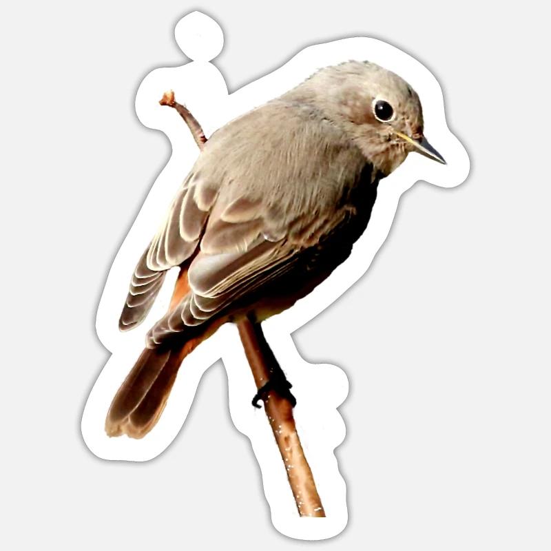 Rotschwänzchen Sticker Größe S (10 x 10 cm)